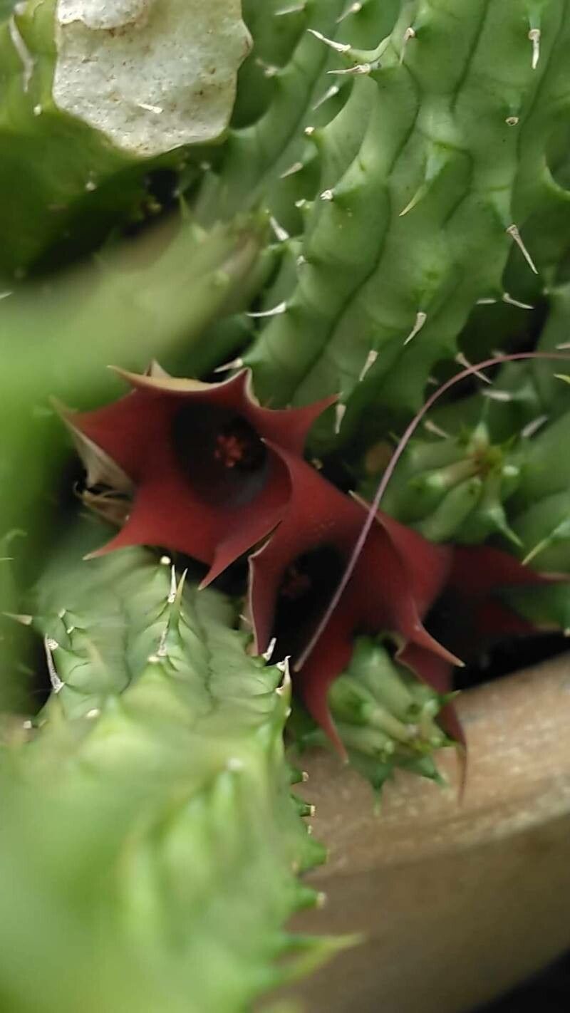 Huernia macrocarpa flower
