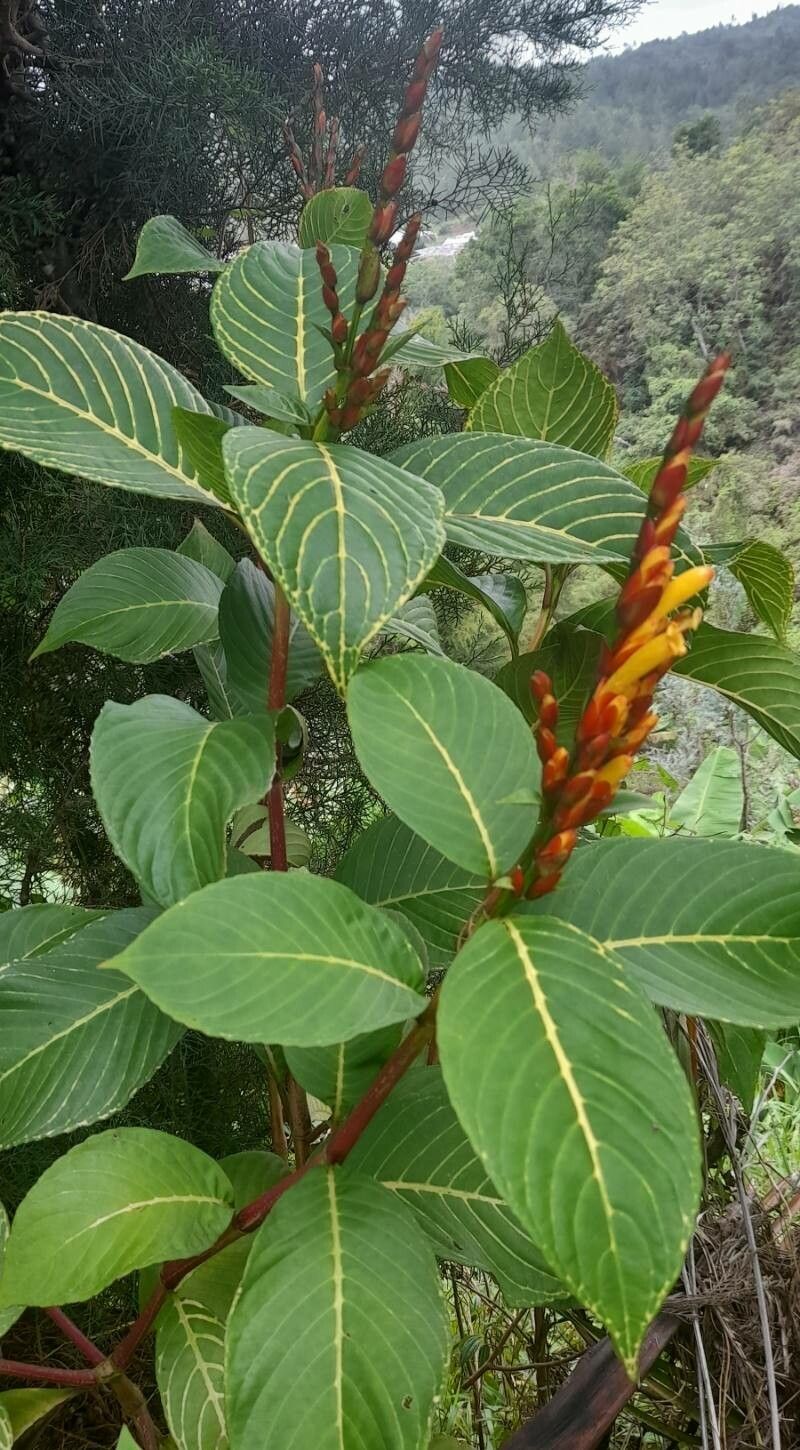 Sanchezia oblonga habit