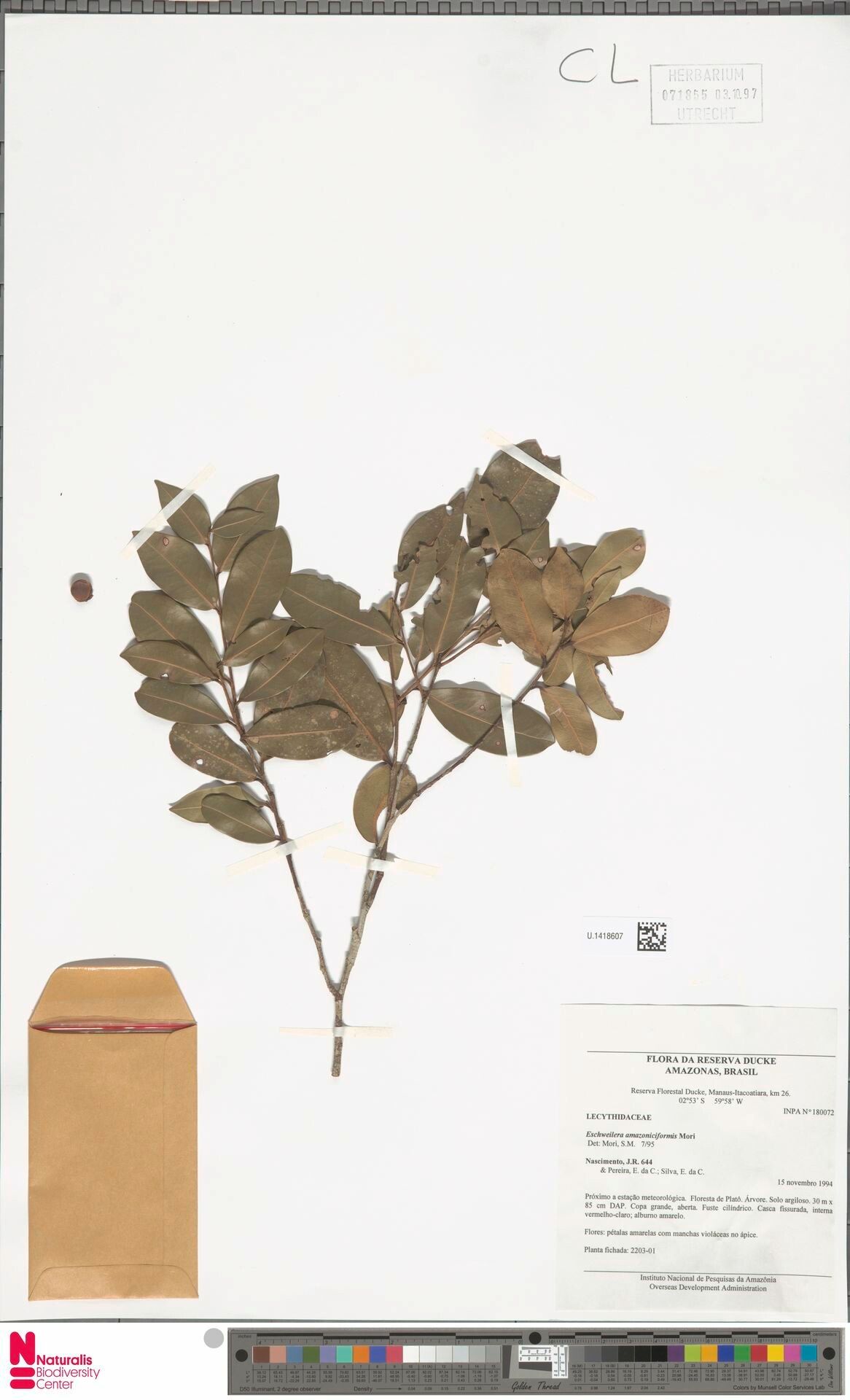 Eschweilera amazoniciformis leaf