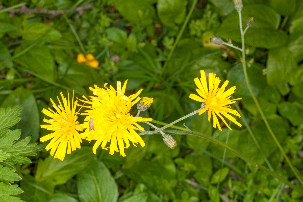 Crepis paludosa flower