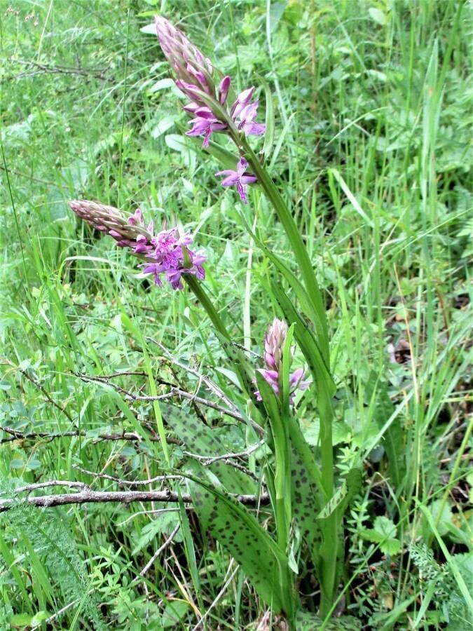 Dactylorhiza saccifera flower