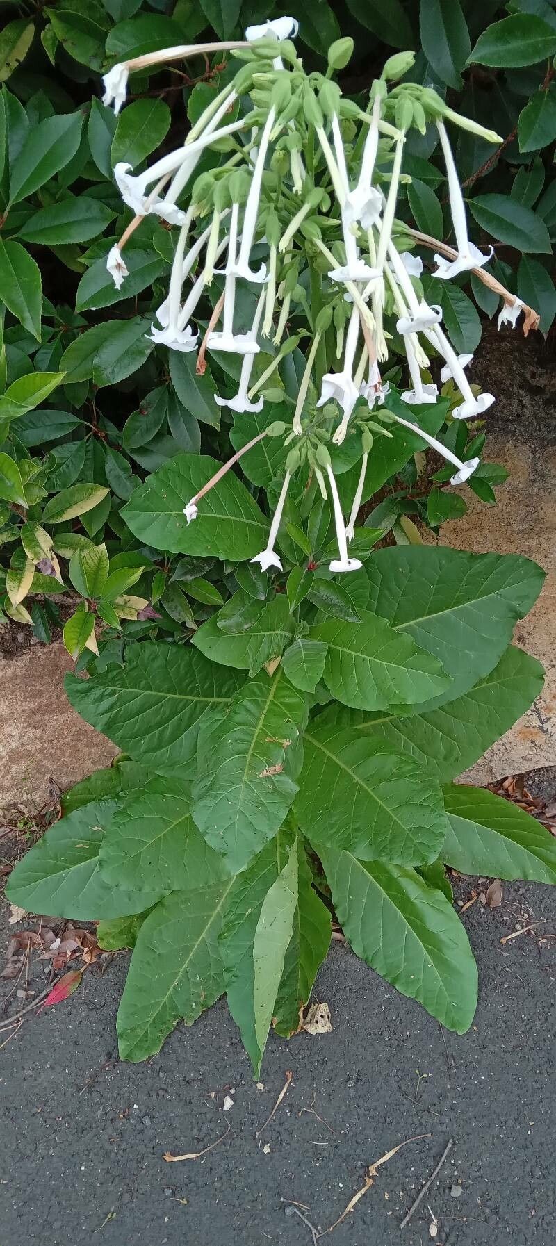Nicotiana sylvestris habit