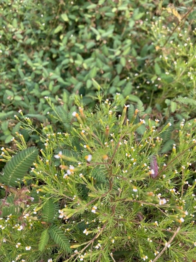 Tagetes filifolia flower