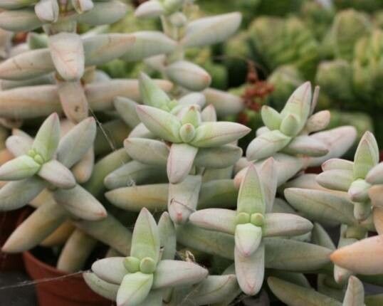 Crassula grisea — houseplant care guide