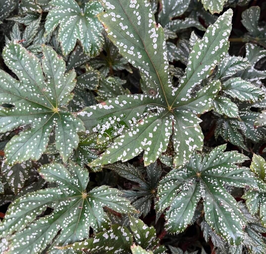 Begonia circumlobata — houseplant care guide
