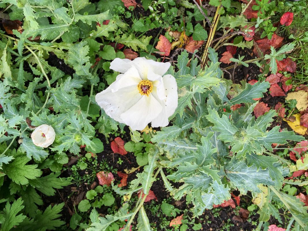 Argemone albiflora flower