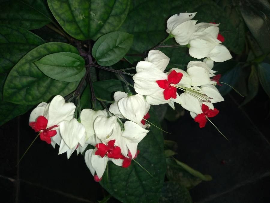 Clerodendrum thomsonae flower