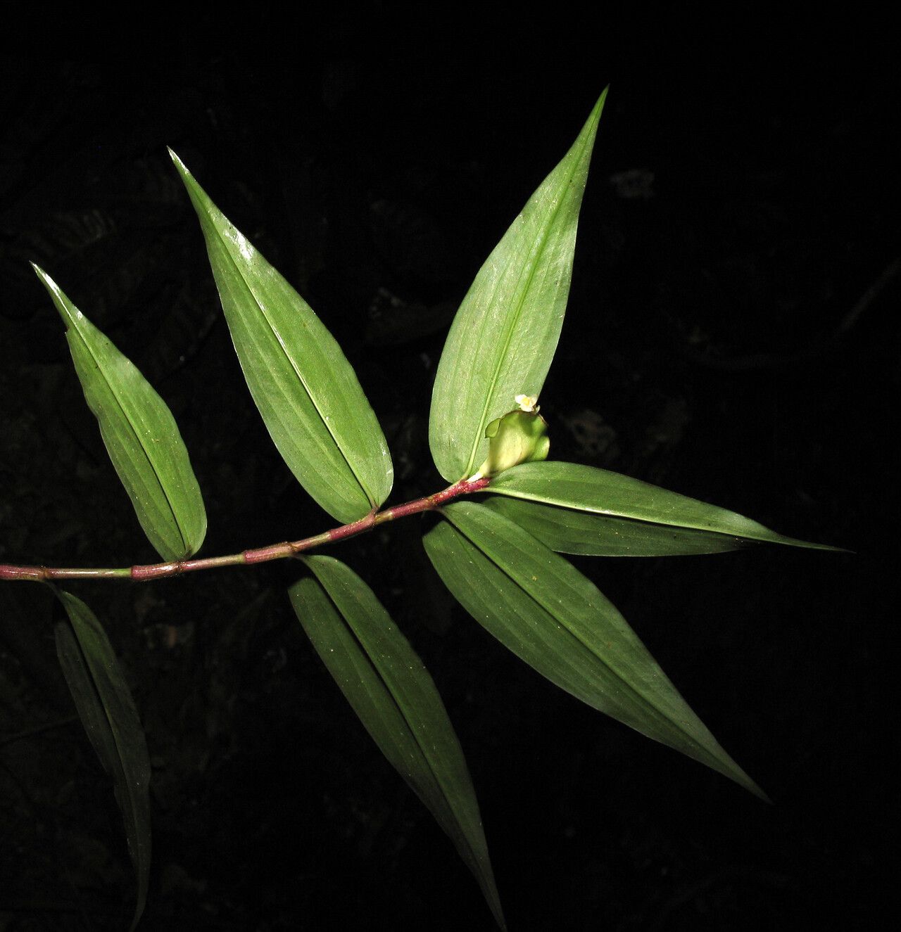 Floscopa peruviana — houseplant care guide