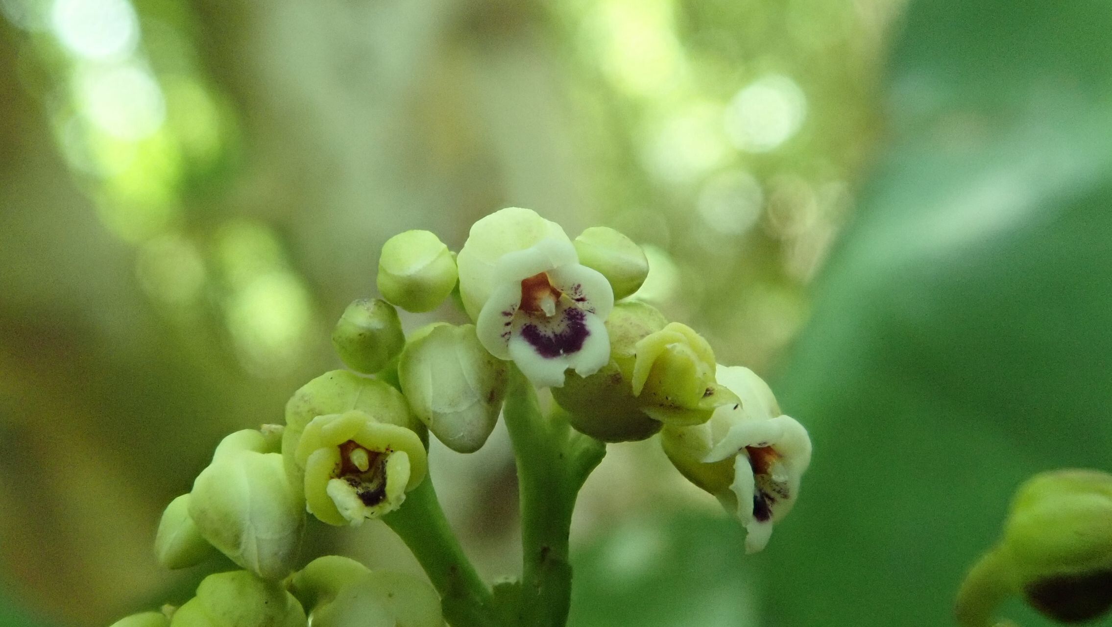 Hybanthus austrocaledonicus flower