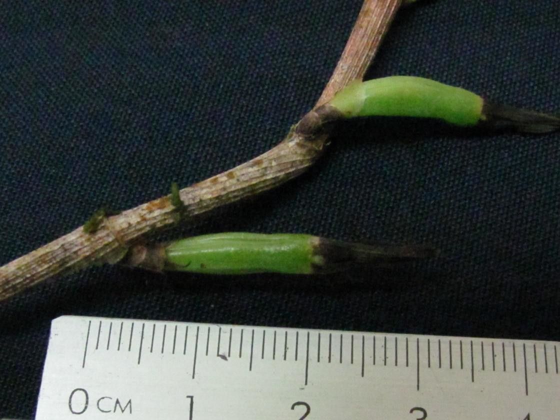 Epidendrum phragmites — houseplant care guide