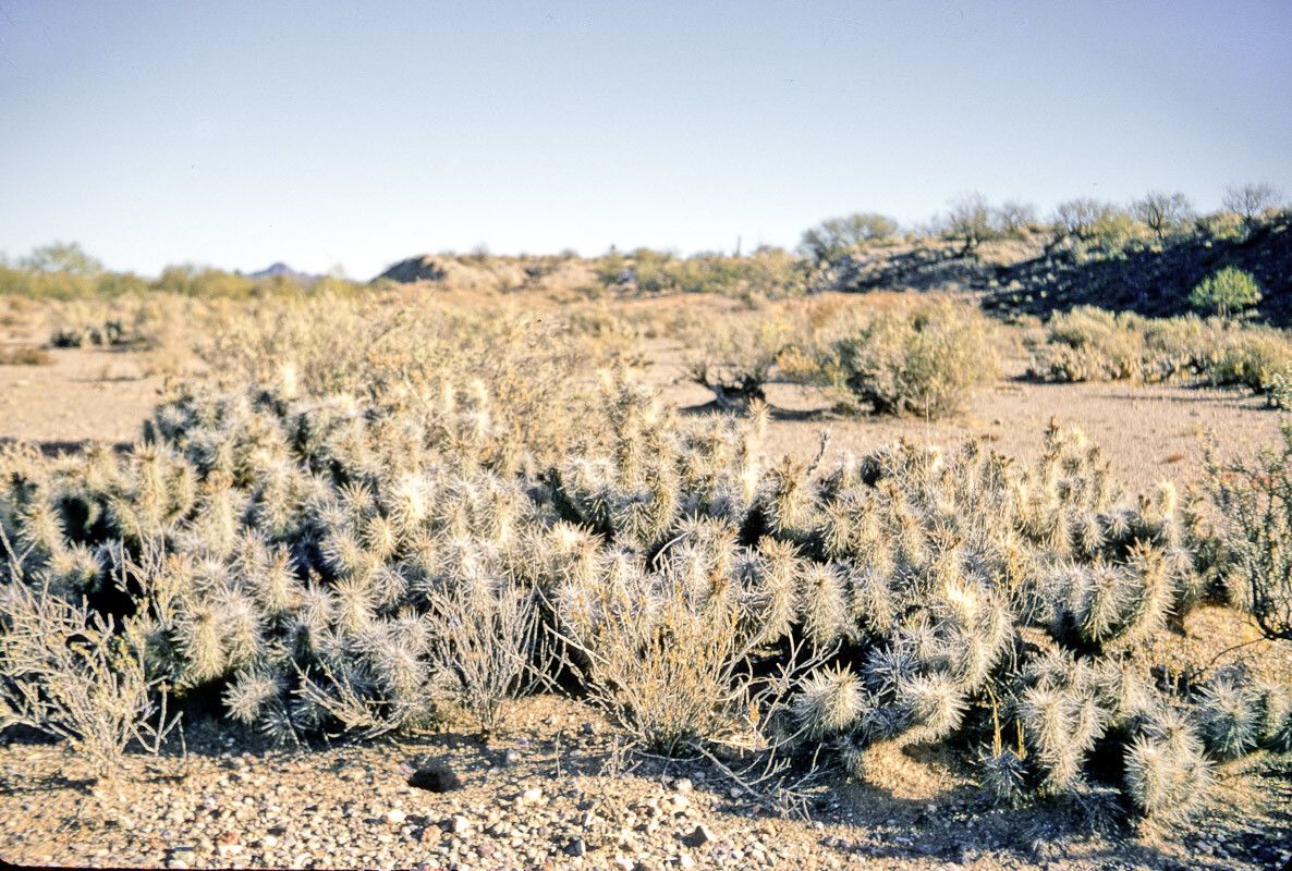 Grusonia kunzei habit