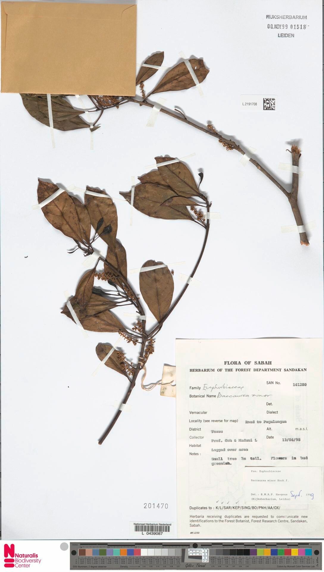 Baccaurea minor — related species from the same genus