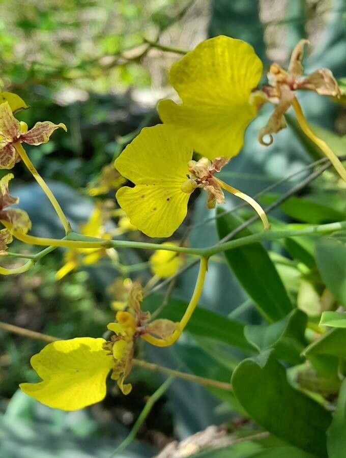 Gomesa bifolia flower