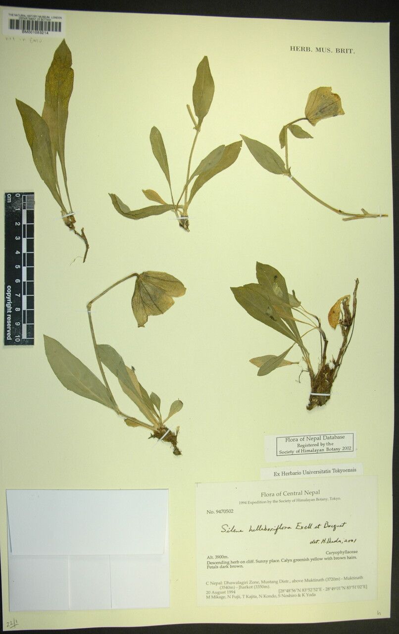 Silene helleboriflora other