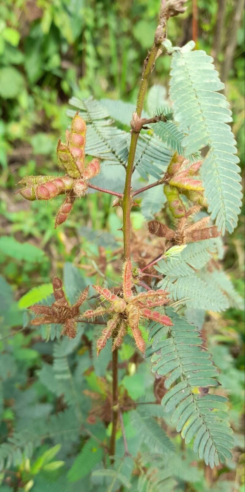 Mimosa Polycarpa fruit