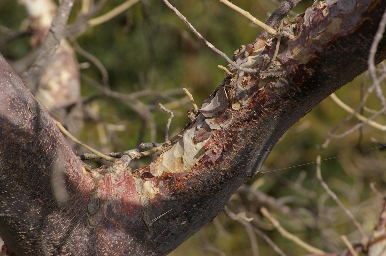 Sterculia setigera bark