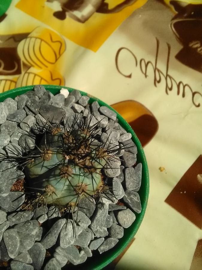 Pilosocereus colombianus leaf