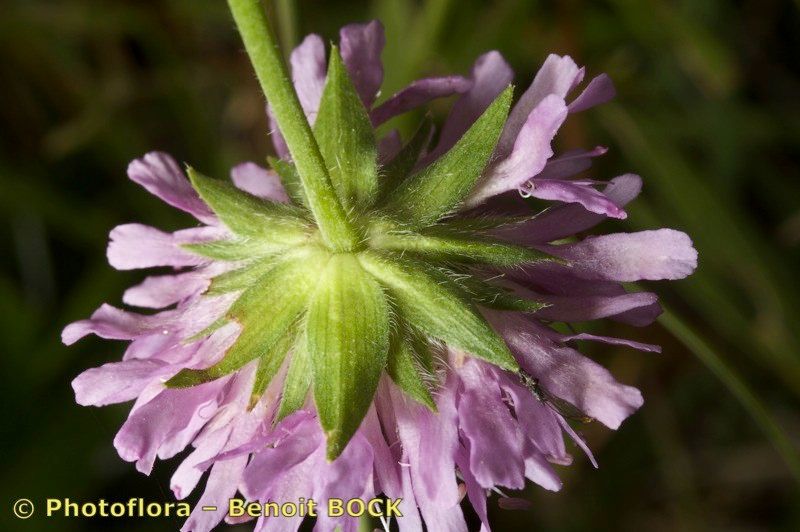 Knautia lebrunii flower
