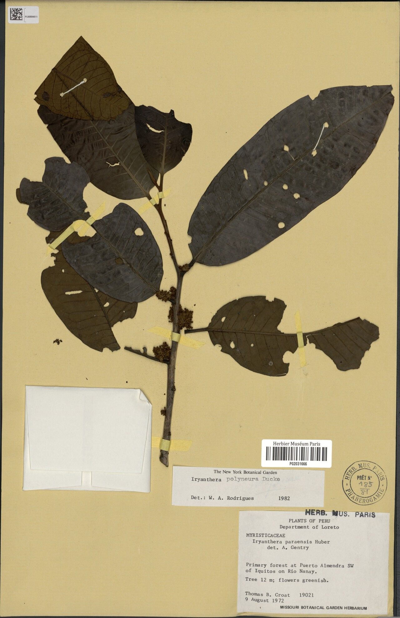 Iryanthera polyneura — houseplant care guide