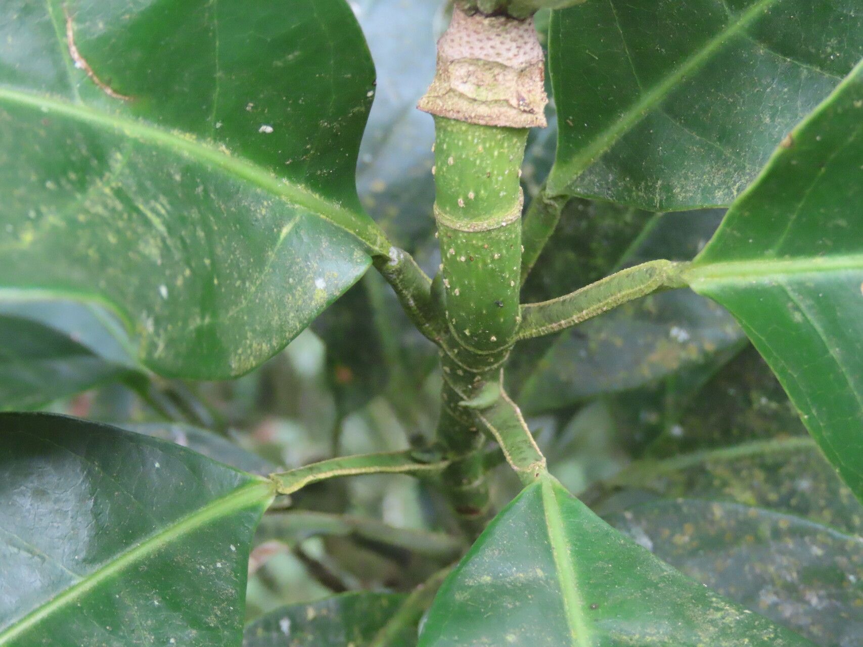 Magnolia gloriensis — search result for 'Magnolia'
