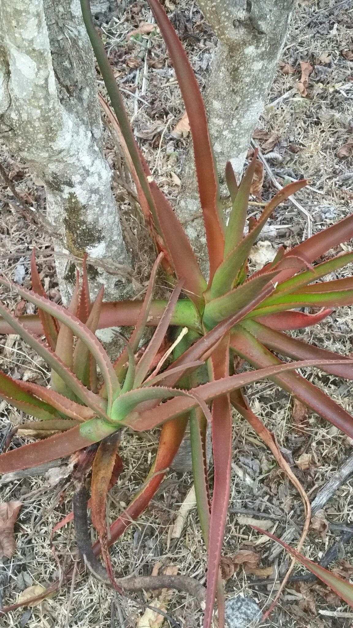 Aloe rapanarivoi habit