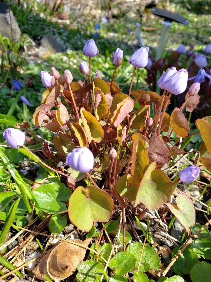 Plagiorhegma dubium habit