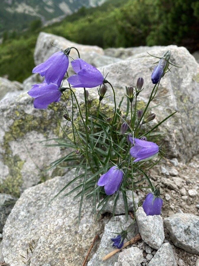 Campanula tatrae habit