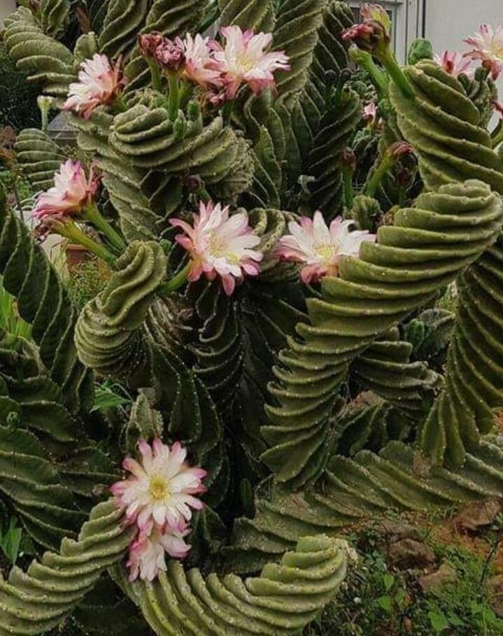 Cereus forbesii flower