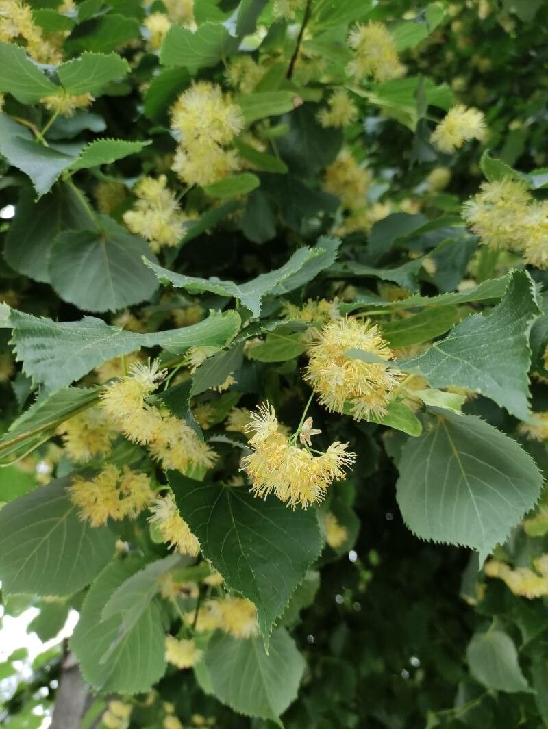 Tilia amurensis flower