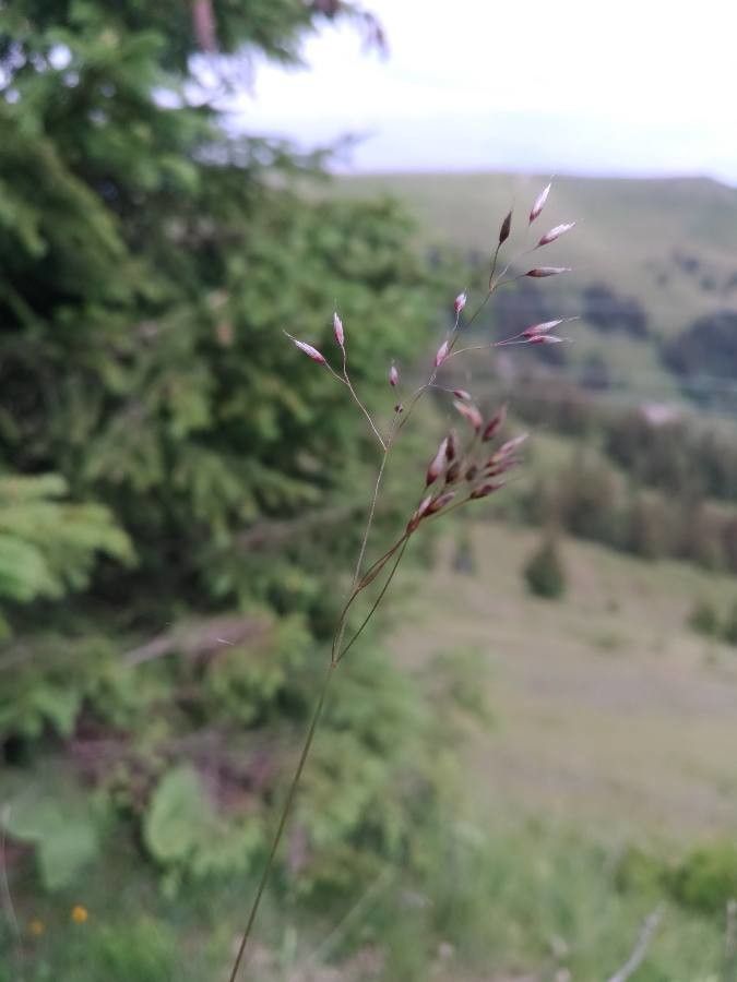 Agrostis alpina flower