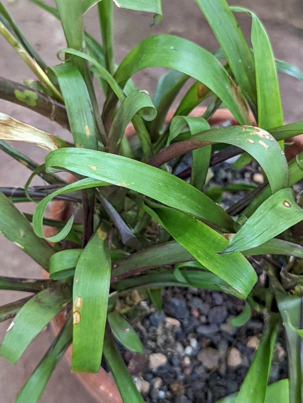 Vriesea neoglutinosa — search result for 'Vriesea'