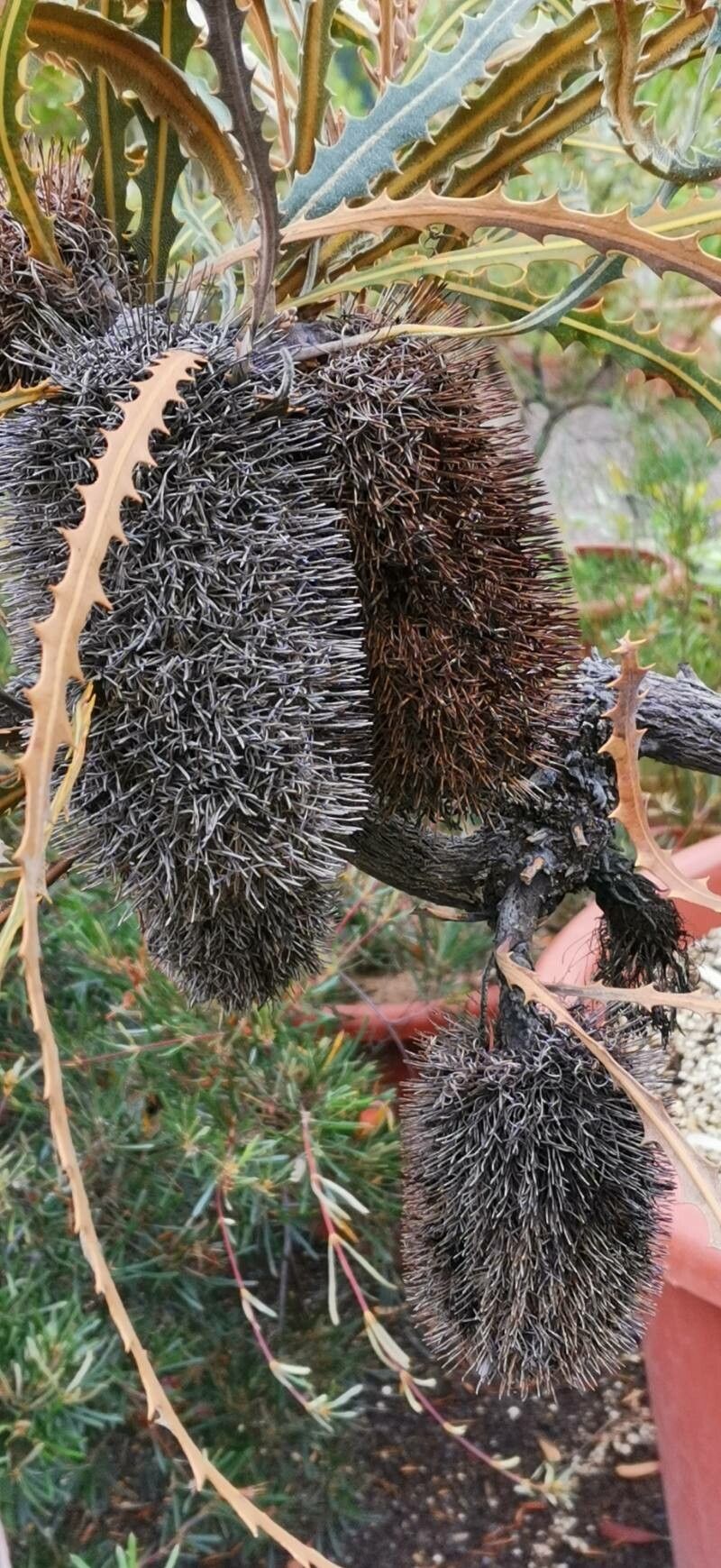 Banksia elderiana fruit