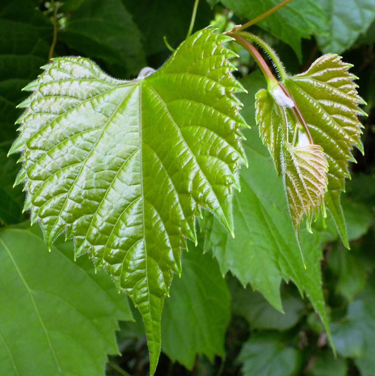 Vitis amurensis leaf