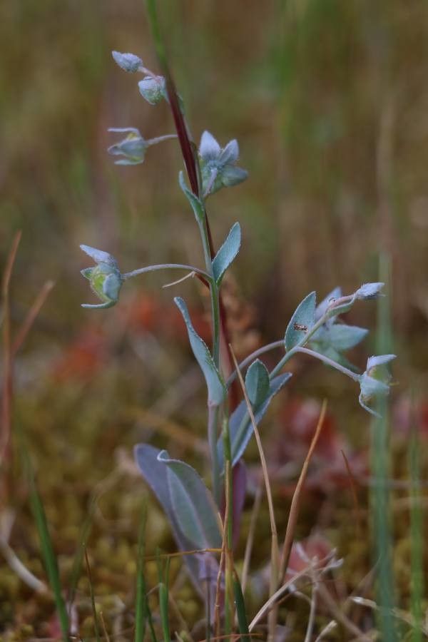 Omphalodes littoralis — related species from the same genus