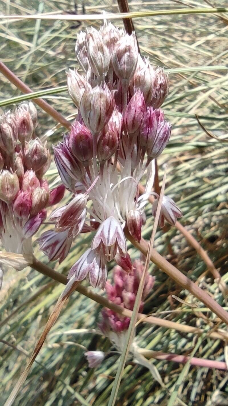 Allium tenuiflorum — houseplant care guide