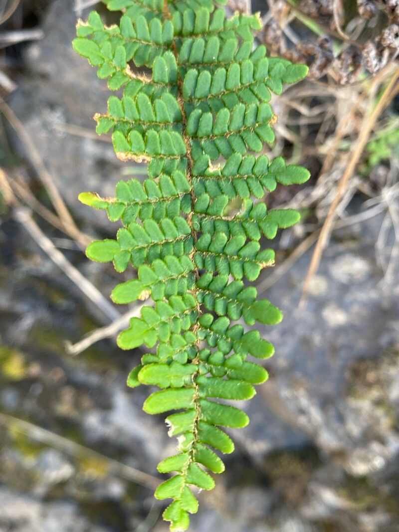 Hemionitis gluckuk — houseplant care guide