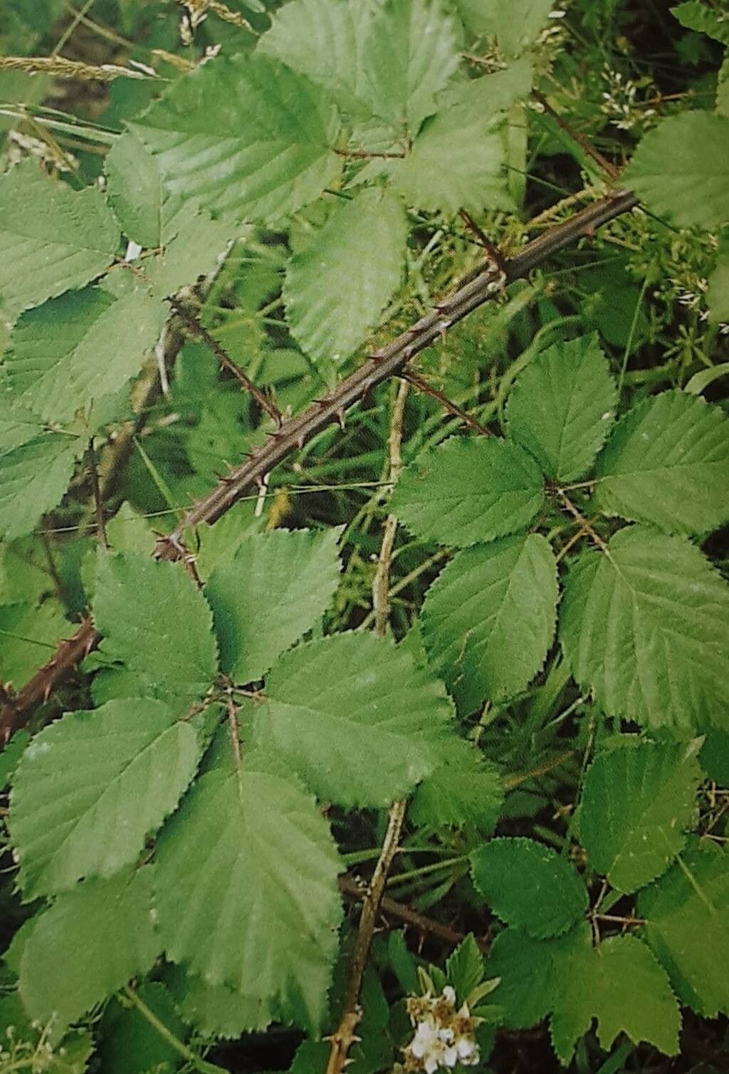 Rubus langei — houseplant care guide