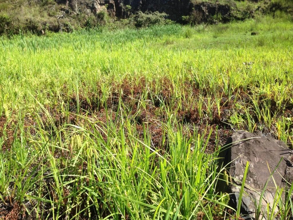 Carex rhodesiaca — houseplant care guide