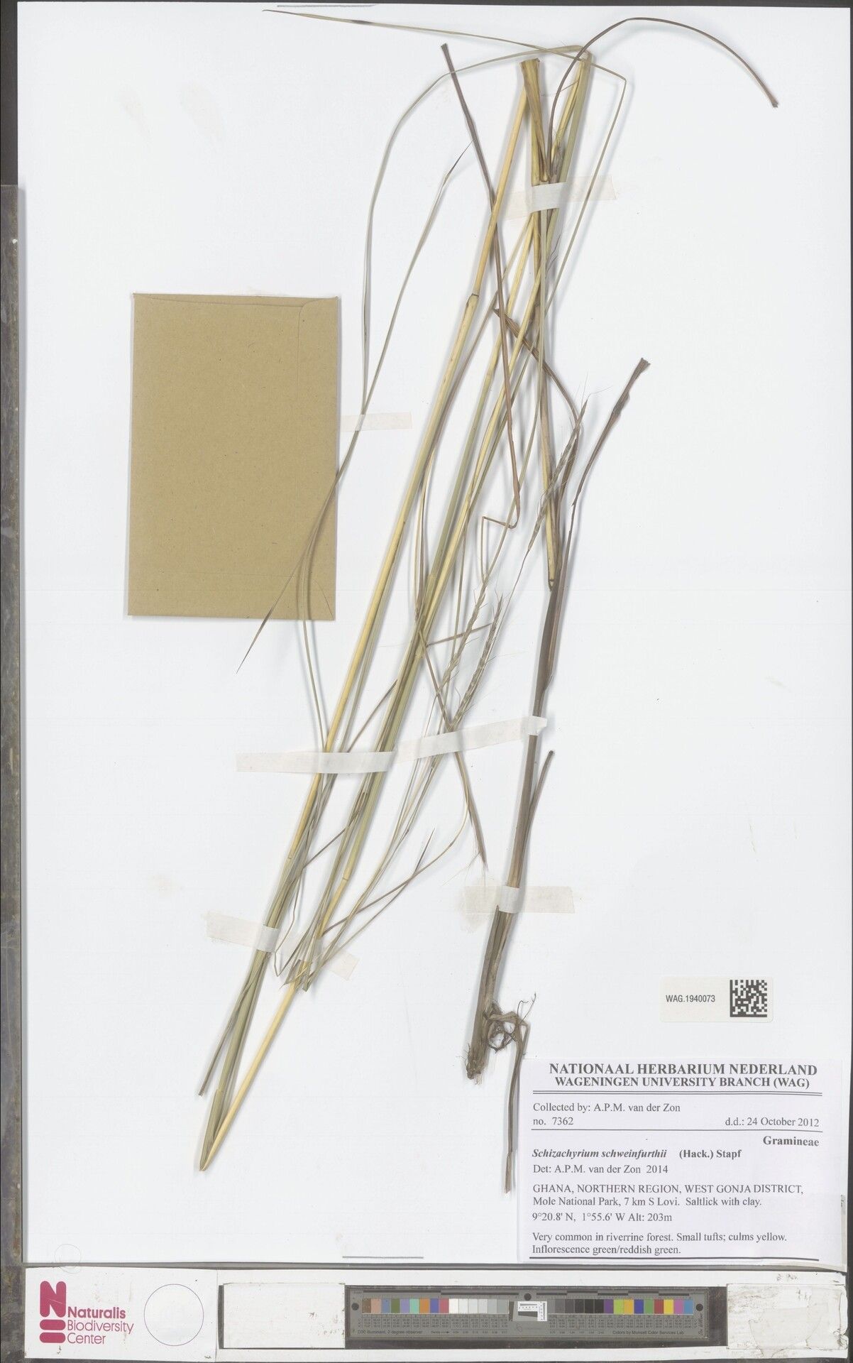 Andropogon schweinfurthii — search result for 'Andropogon'