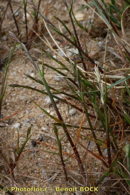 Lolium parabolicae habit
