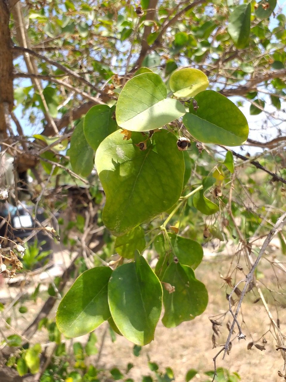 Salvadora persica leaf