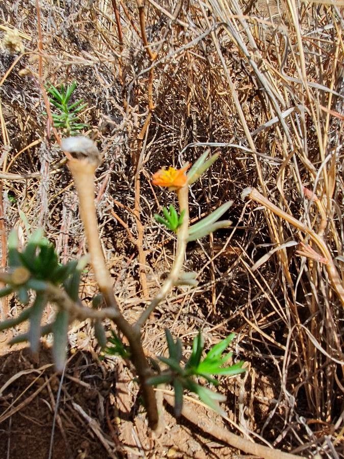 Portulaca massaica habit