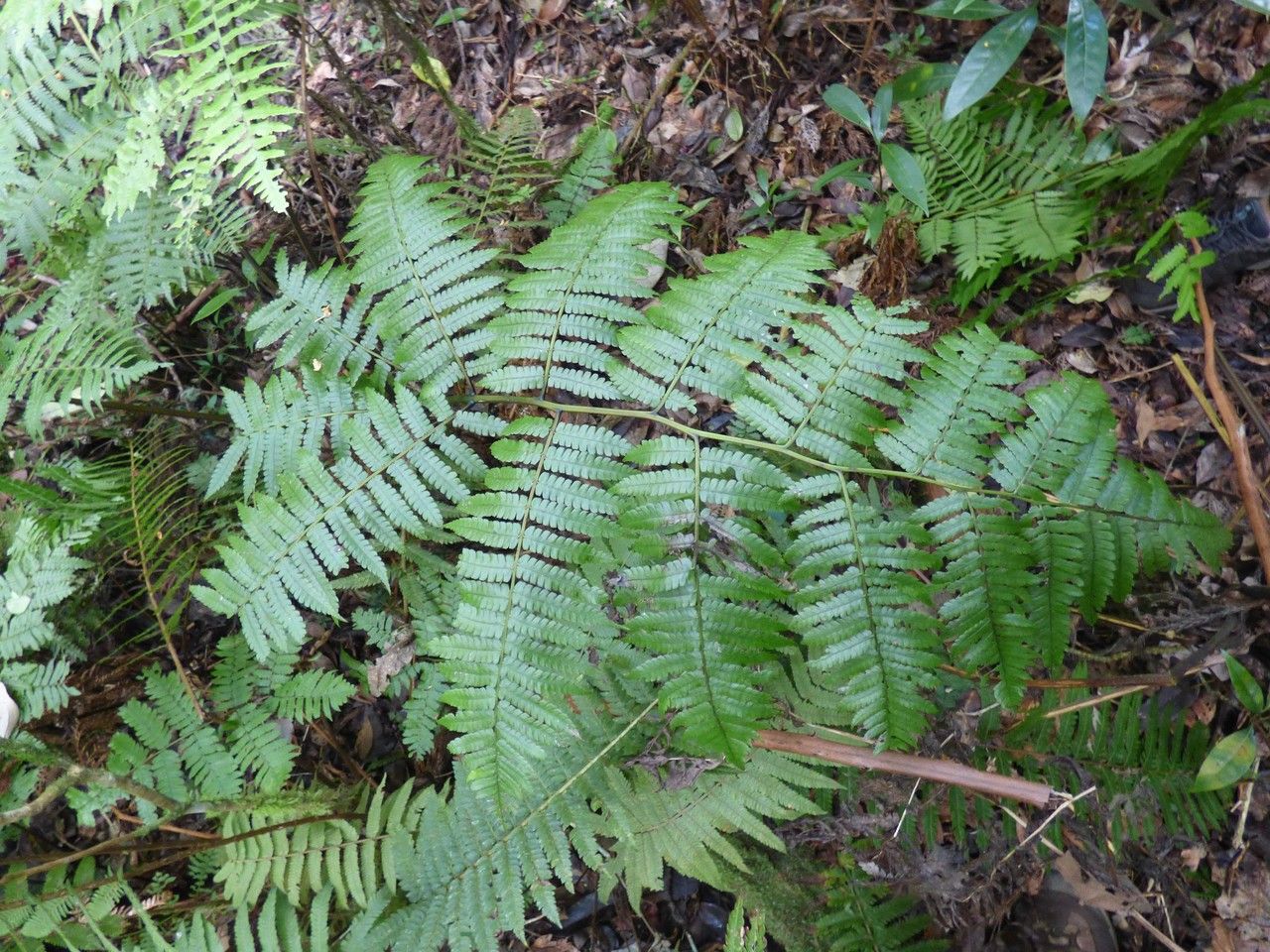 Athyrium arborescens