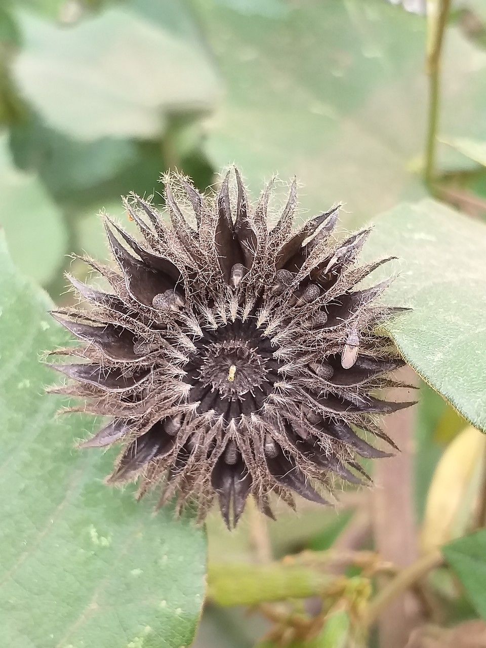 Abutilon mauritianum fruit