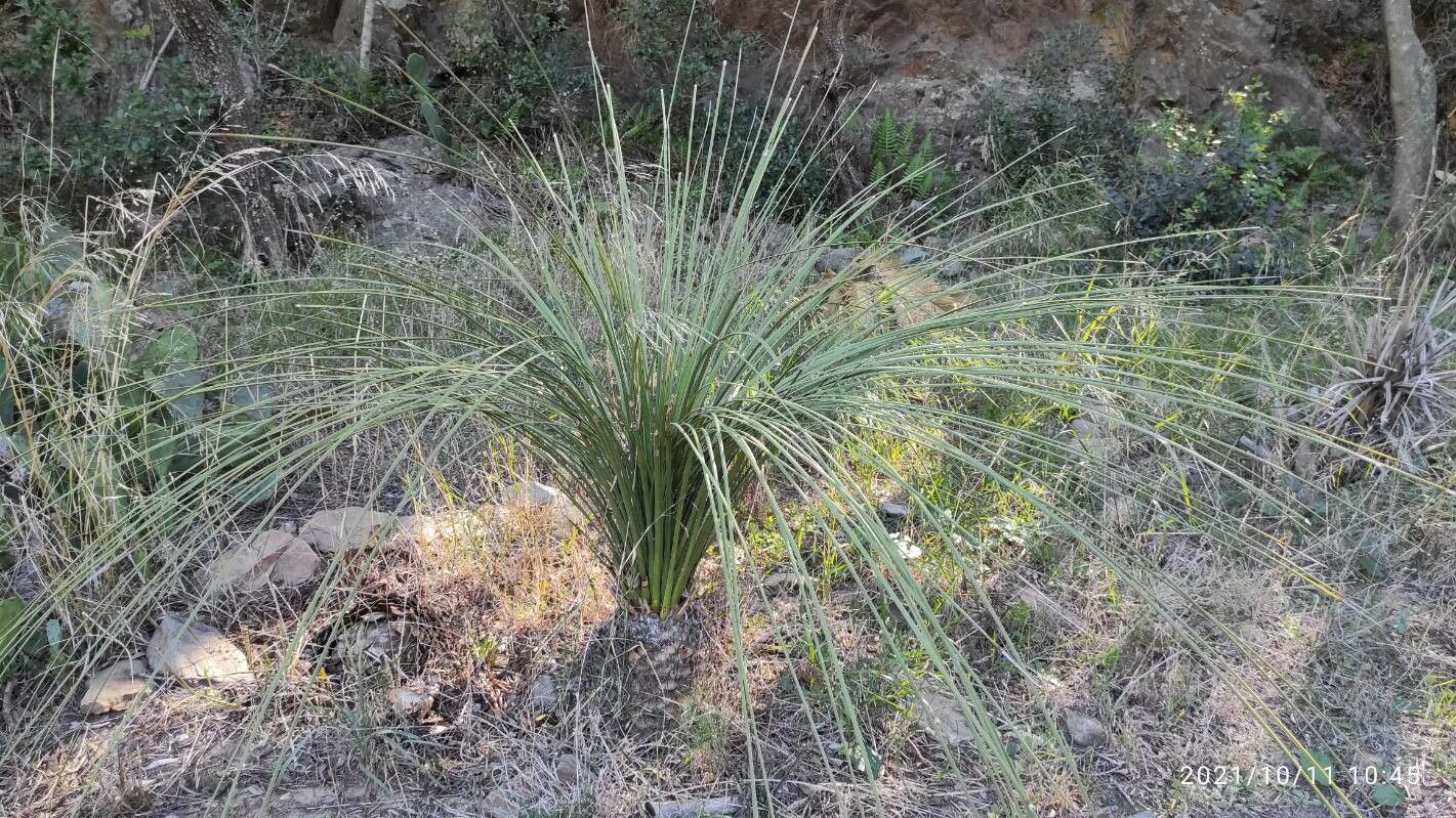 Dasylirion longissimum leaf