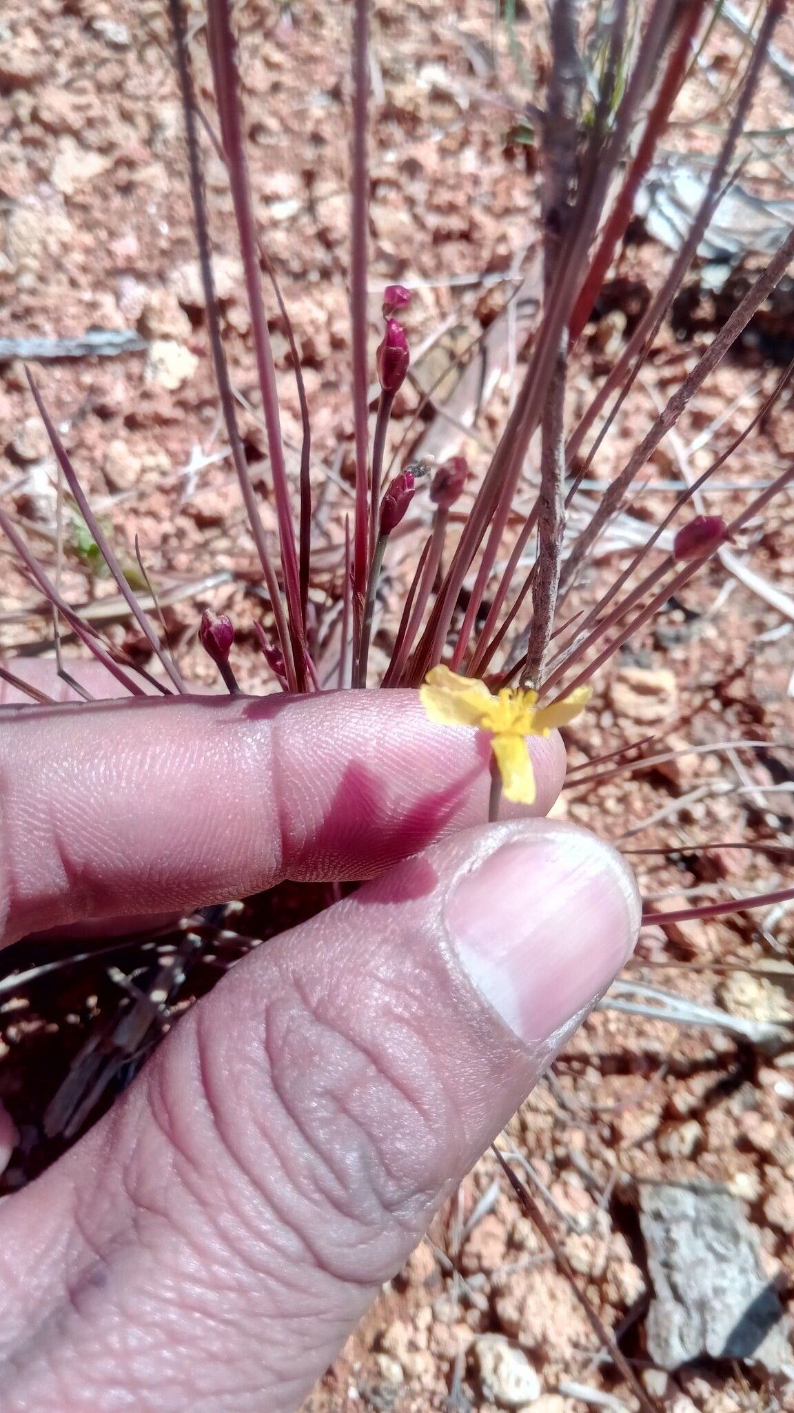 Xyris anceps — related species from the same genus