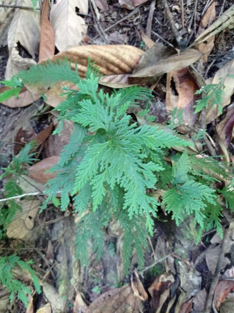 Selaginella umbrosa leaf