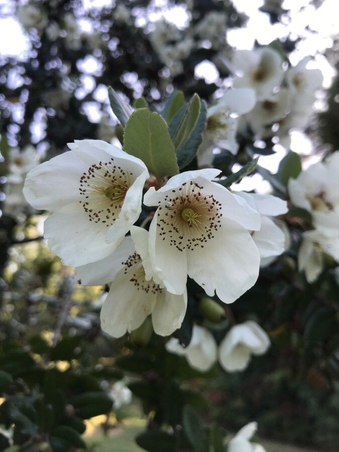Eucryphia cordifolia flower