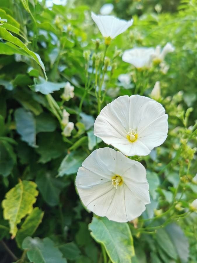 Convolvulus massonii — search result for 'Convolvulus'