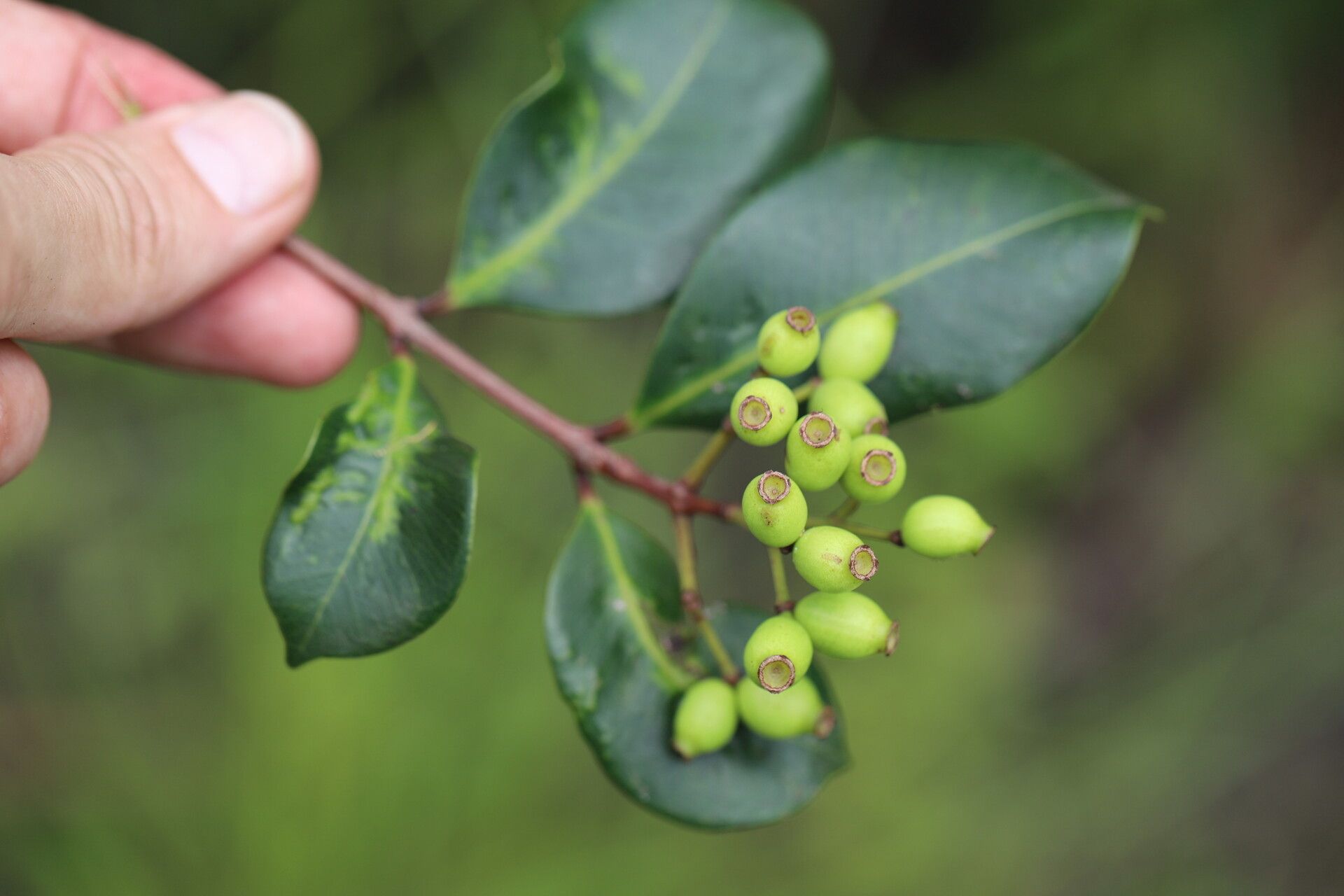 Syzygium owariense fruit